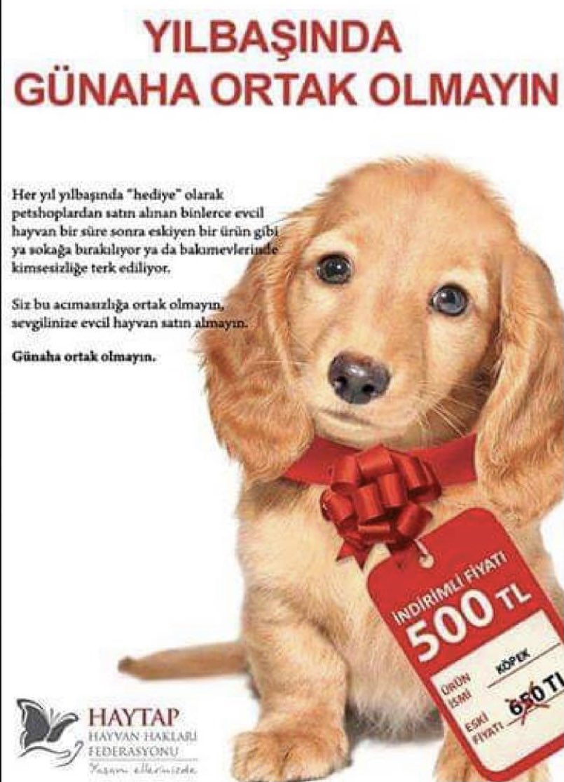 hazel_camlidere's tweet image. 