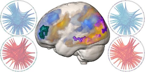 Brain tweet media