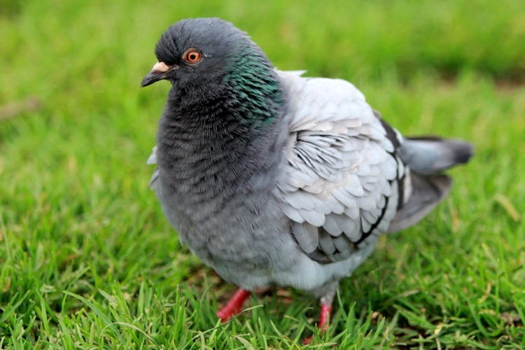 SFR RED exaspère ses clients en augmentant le prix de ses forfaits « à vie » igen.fr/telecoms/2020/…