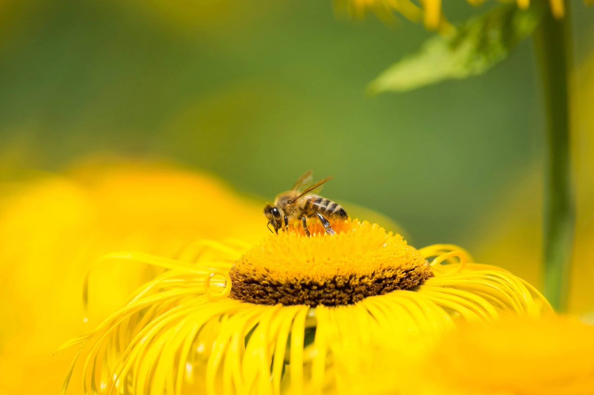 Pollinators are exposed to threats posed by #environmental changes. Their nutrition, species interaction and abundance are at risk‼️

💡This is why VOODOO is aiming to raise these issues and expand the knowledge and awareness towards the #sustainable protection of pollinators.