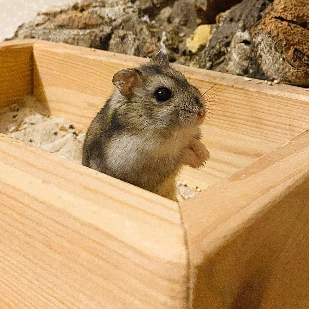 BurrowedHearts's tweet photo. Meet Finlay 🐹 he and his brother arrived recently (living as singles) and they're currently at a foster home whilst we're so full of rats 🐭🐭
.
.
.
[image description : Little grey Russian dwarf hamster stood on a wooden house with his paws up]

#hamster #dwarfhamster #adopt https://t.co/mKuJSbLZmD