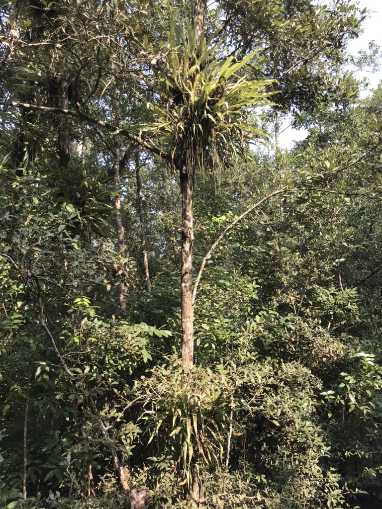 RCDicksonUK's tweet photo. Nature based solutions have a key role to play in preserving the planet. Just had a great visit #WildTeam to see their work with local communities to protect the Sundarbans. A chance also to see this incredible wilderness up close. #iStandforTigers https://t.co/JpaKGXB8UZ