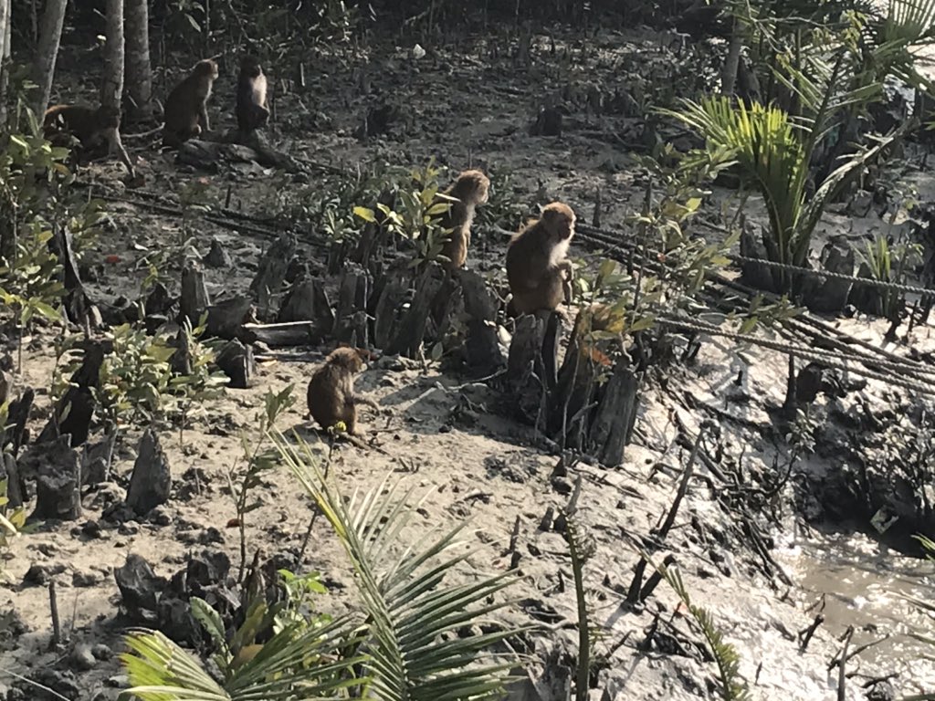 RCDicksonUK's tweet photo. Nature based solutions have a key role to play in preserving the planet. Just had a great visit #WildTeam to see their work with local communities to protect the Sundarbans. A chance also to see this incredible wilderness up close. #iStandforTigers https://t.co/JpaKGXB8UZ