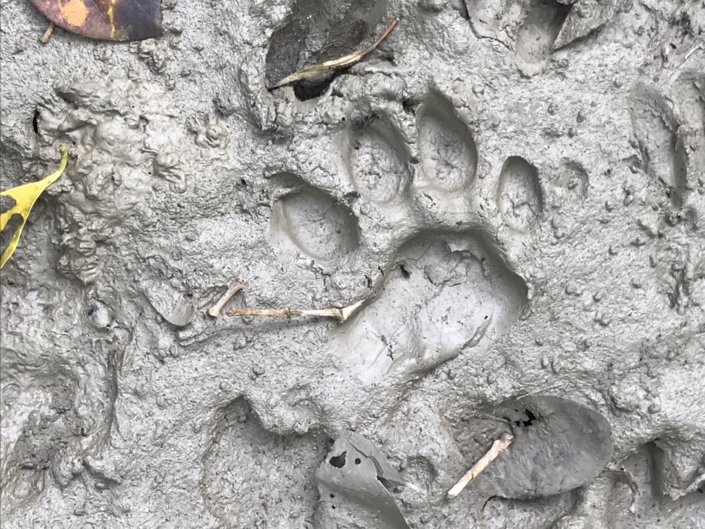 RCDicksonUK's tweet photo. Nature based solutions have a key role to play in preserving the planet. Just had a great visit #WildTeam to see their work with local communities to protect the Sundarbans. A chance also to see this incredible wilderness up close. #iStandforTigers https://t.co/JpaKGXB8UZ