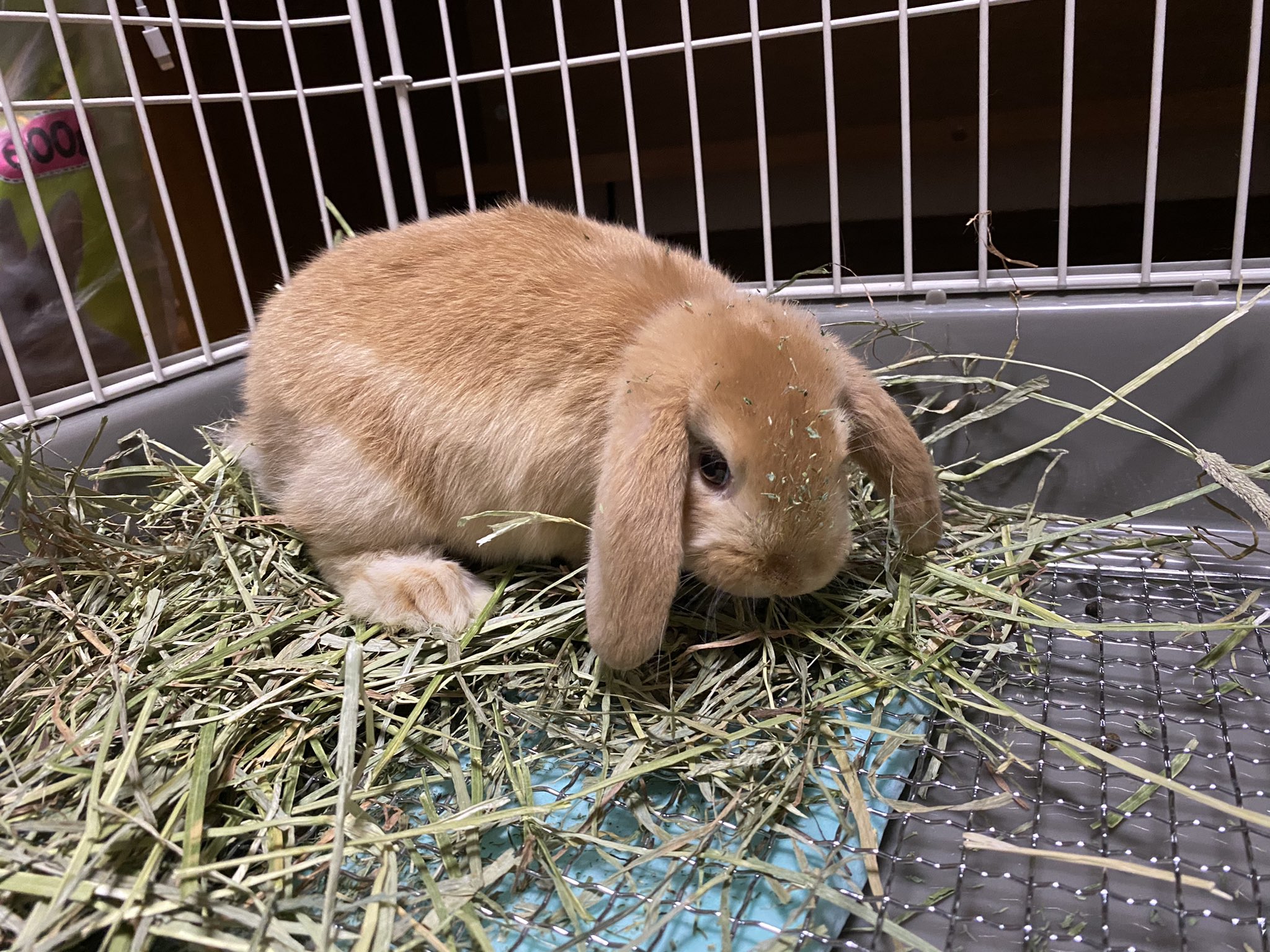 ごまそん 今日お迎えしたのはこの子 ドワーフロップイヤー 可愛すぎる 尊い 爬虫類とはまた全然違うこの可愛さ ドワーフロップイヤー うさぎ T Co Xsq4s4xdyo Twitter