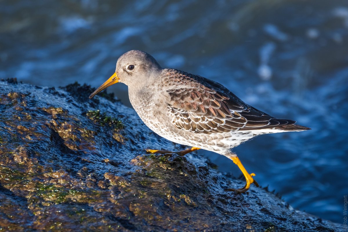 Purple Sandpiper showing off its iridescence, Delaware Seashore SP - #WaterbirdWednesday

#purplesandpiper #sandpiper #secretlyshiny
#wildlife #wildlifephotography #birding #birdtwitter #birdtonic