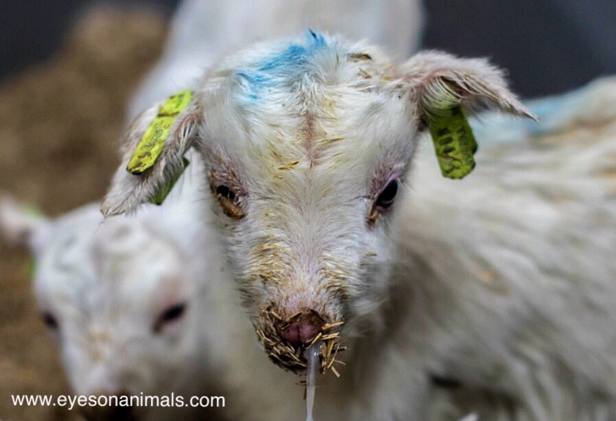 Their lives are of no value to farmers. The focus is on how to get rid of them ASAP. Right after birth, they are taken away from their mums (we need that milk). A bit later they are killed or shipped off to a place where they are killed.Please, never ever buy dairy products! 