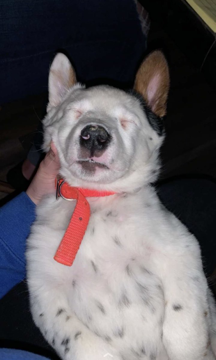 averymaxine__'s tweet photo. 🥺🐾 https://t.co/xz9A1cDZNh