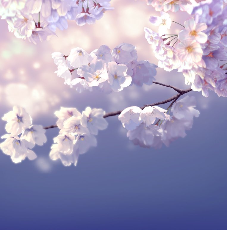 no humans flower branch still life cherry blossoms white flower blurry  illustration images