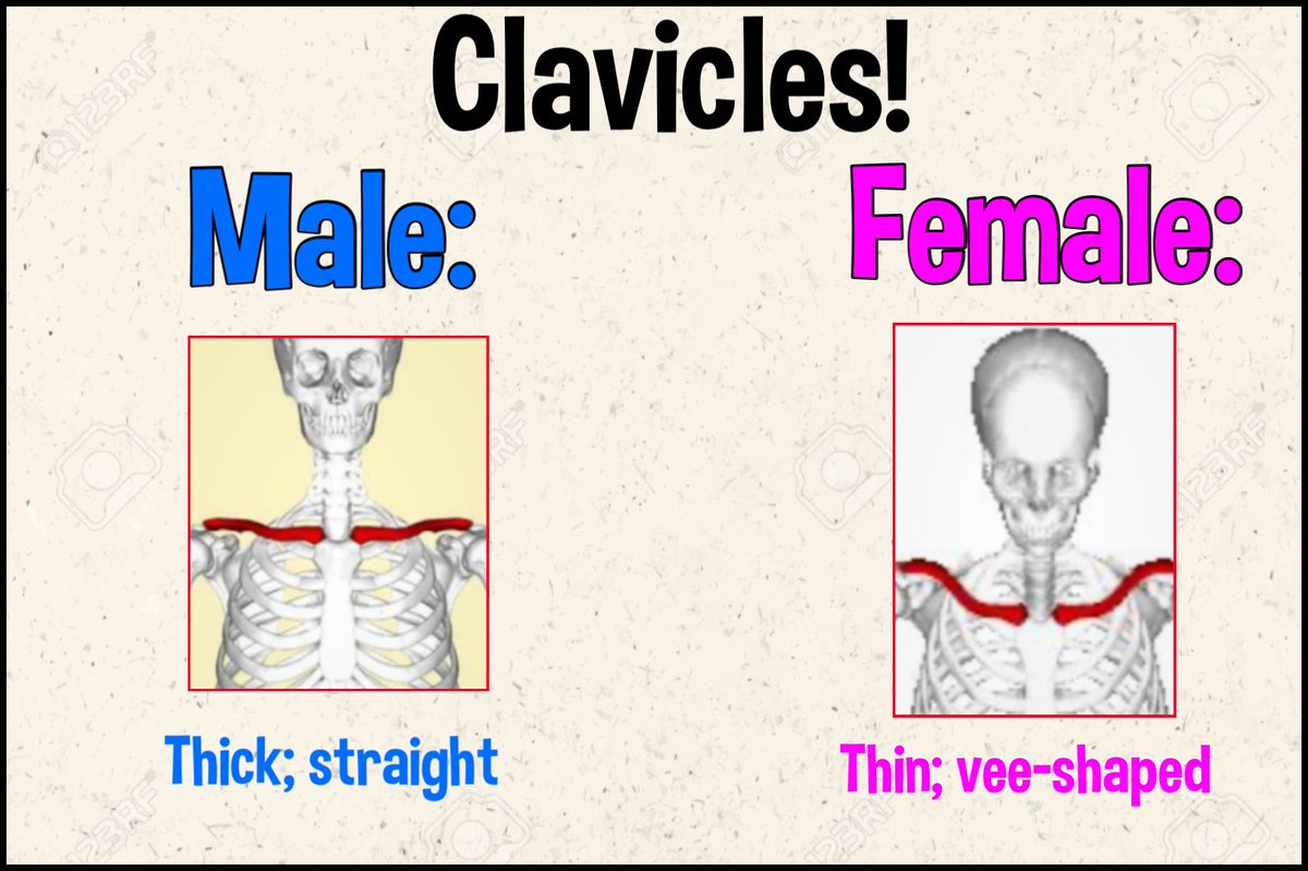Bevvie112's tweet photo. To the person who asked for additional help re the MALE VS FEMALE clavicle bones (I forgot your name), does this help? https://t.co/Jy3Bm2izWG