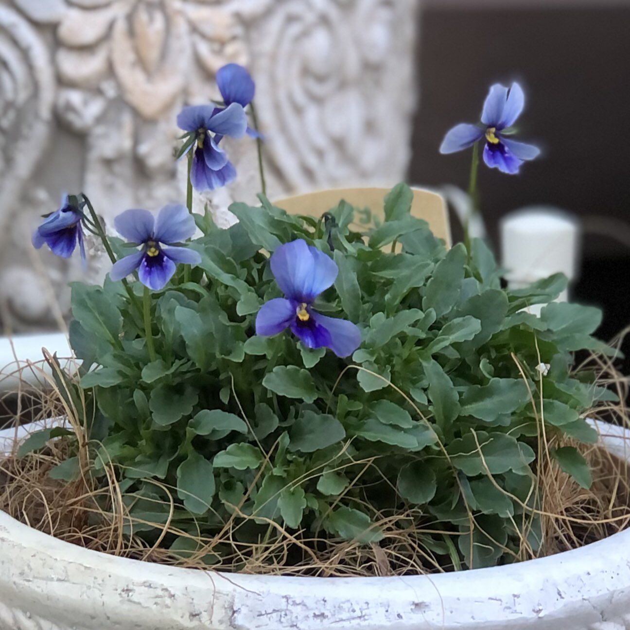 まきぽん ビオラ ブルージャスミン 庭人 小ぶりのお花がキュート ちっちゃいの大好物 順調に育ってくれてまーす 1枚めと2枚めは違う株です ガーデニング ビオラブルージャスミン 庭人 T Co Omdykh6emi Twitter