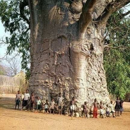 EarthDayAfrica's tweet photo. 1500 year old “#Tree of Life” located in South #Africa. One of the oldest living things on Earth. Thanks  (@RebeccaH2030)
 #ClimateAction #ProtectOurSpecies #RestoreOurEarth https://t.co/aP2g8pxxHD