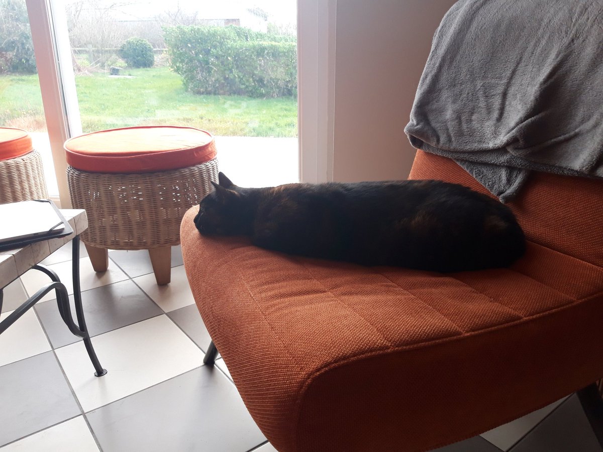 MoiraZeCat's tweet photo. Chat-boudin. https://t.co/Re0AwVDGsi