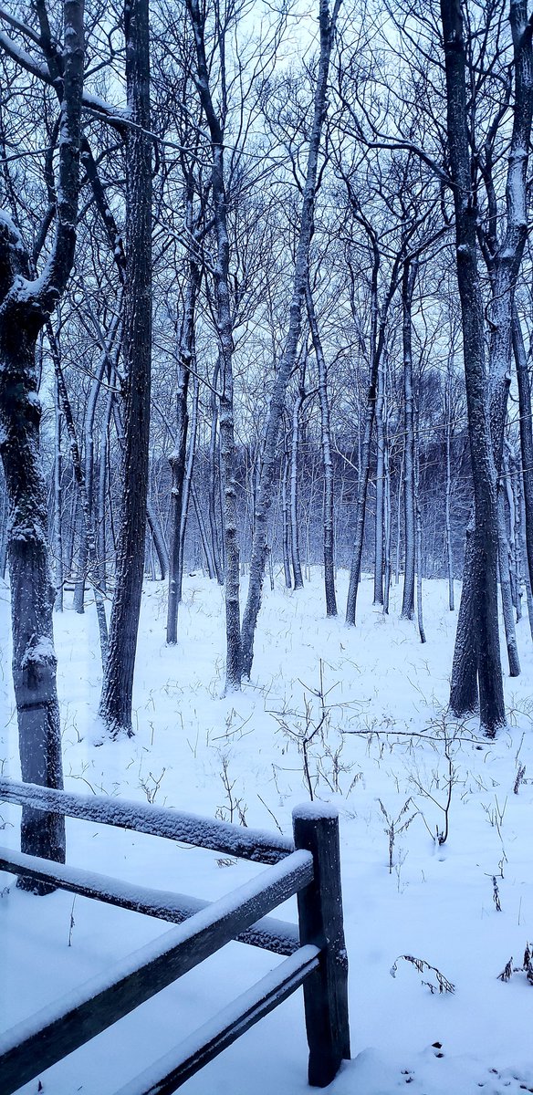 DoorCountyTime's tweet photo. I love when the snow sticks to the trees. It's so beautiful. 
#doorcounty #fishcreekwi #wisconsin https://t.co/wQWGnLS7wM