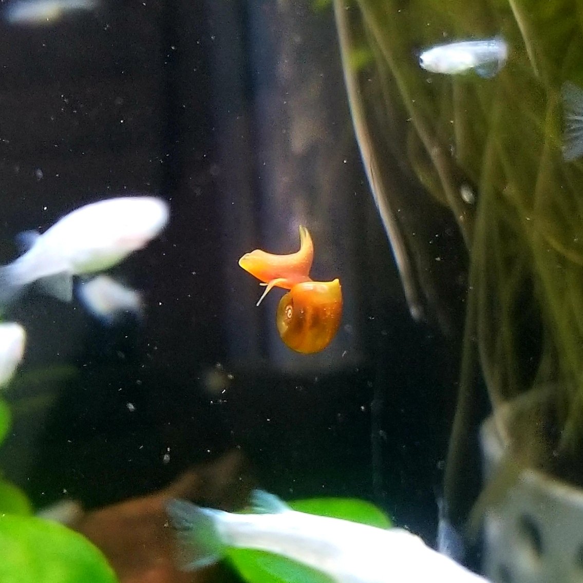 レッドラムズホーン Twitter Search