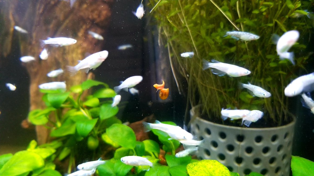 レッドラムズホーン Twitter Search