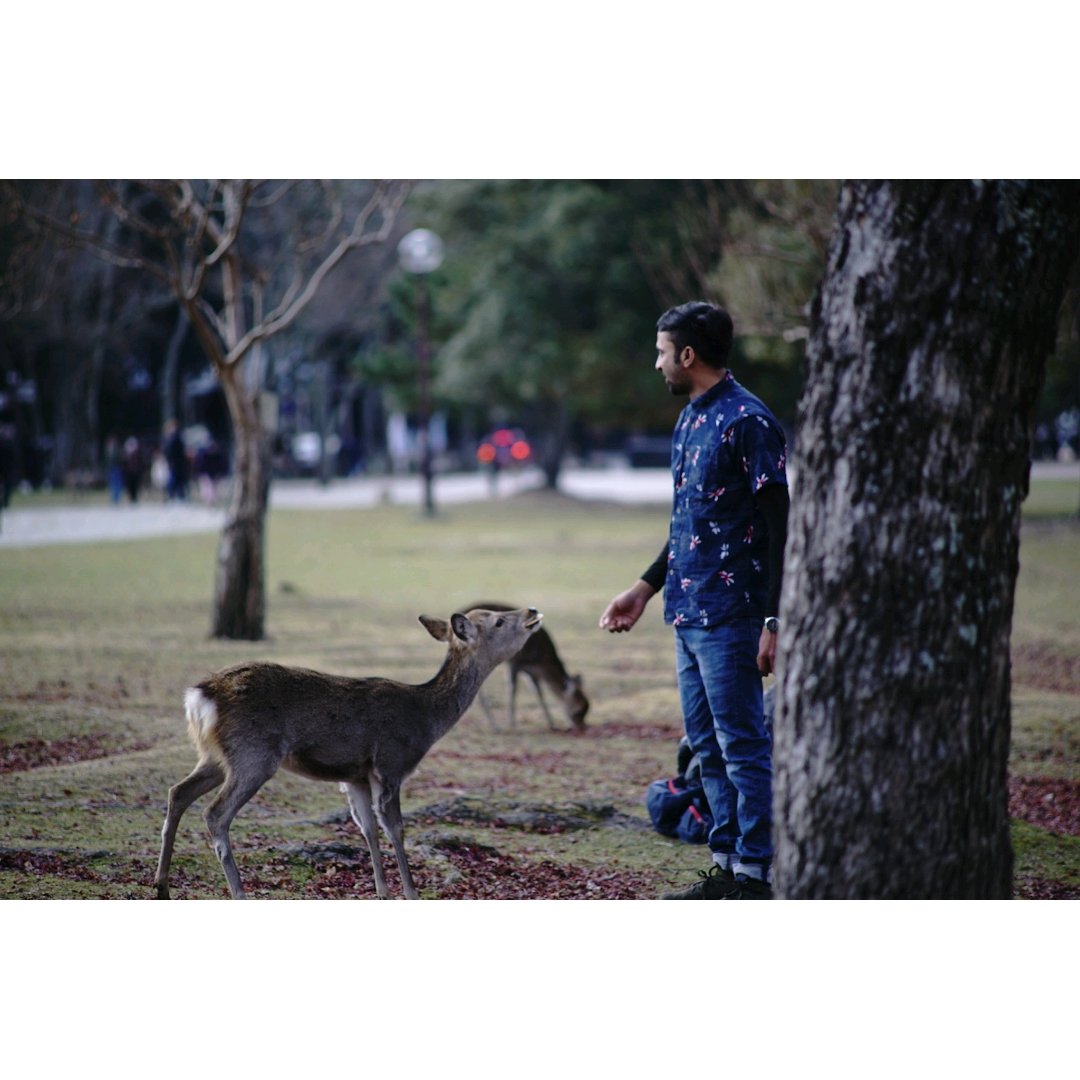 masayasu_photo's tweet photo. 鹿🦌さんが可愛いのは
万国共通😆
SONY α7sⅱ
NIKON Ai Zoom Nikkor 80-200mm F4S
#noprocessing https://t.co/6hjky3Xnds