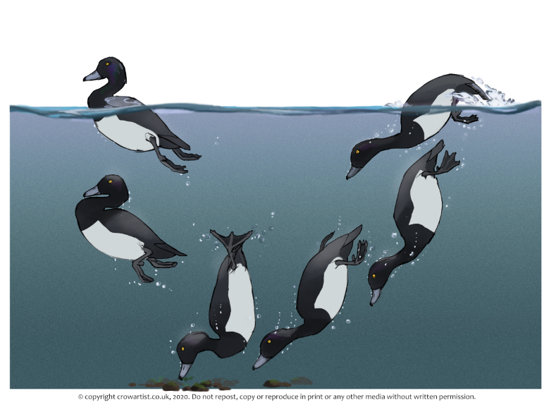 crow_artist's tweet photo. A new illustration on the Tufted Duck diving! A lot of ducks have different techniques so I wanted to illustrate a few! The Tufty relies on its feet to push them down against their Buoyancy pushes them up to the surface quickly. https://t.co/LbvOJneFFW