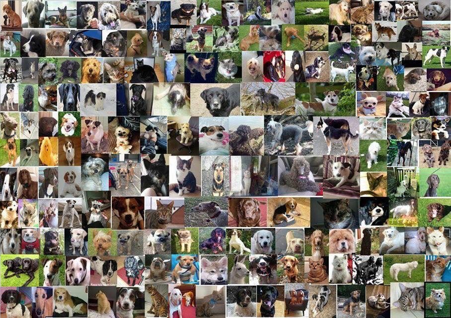 LisaLisaw1's tweet photo. Where are all these #missing #lost #stolen #TheftByFinding #pets π’ Please RT when you see a poster for a missing loved one #StopPetTheft #HelpMeHome #CheckThatChip #ScanMe That one share or RT really could make a difference β€οΈ Help mend πππ https://t.co/IJBacSRYjp