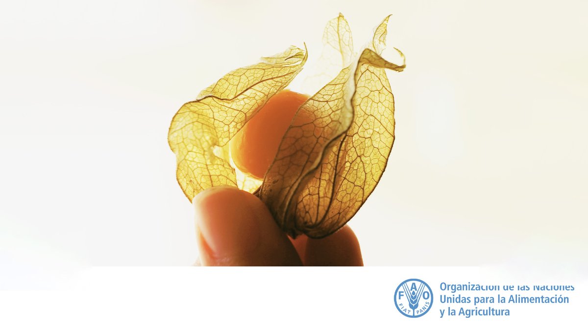 FAOAmericas's tweet photo. 💡 #FAOPregunta #Quiztime

¿Sabes qué planta es esta? 🤔

¿Qué nombre le dan en tu país?

Déjanos tus comentarios y comparte con tus amigos...
en 24 horas  más la respuesta... https://t.co/QVoYwr210P