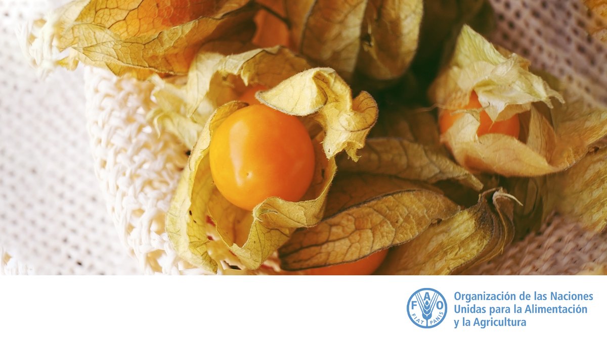 FAOAmericas's tweet photo. 💡 #FAOPregunta #Quiztime

¿Sabes qué planta es esta? 🤔

¿Qué nombre le dan en tu país?

Déjanos tus comentarios y comparte con tus amigos...
en 24 horas  más la respuesta... https://t.co/QVoYwr210P