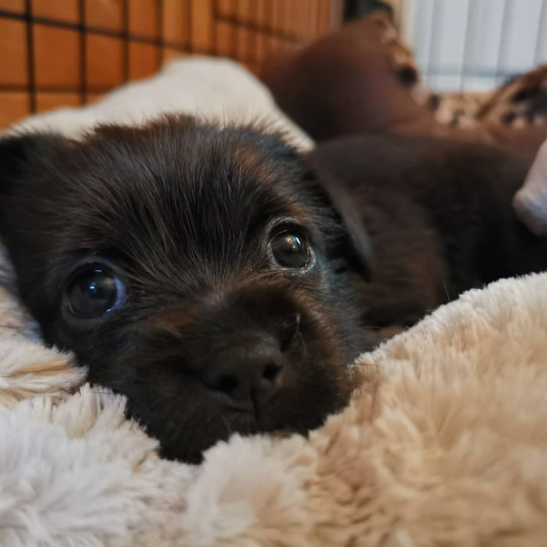 New addition to the family... what have we done 🤭