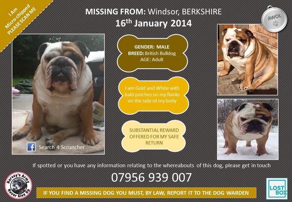 LisaLisaw1's tweet photo. π Please RT #FindScruncher #MissingDog 16.01.14 #Windsor #Berkshire #nevergiveup #microchipped #scanme #checkthatchip #missingsixyears #StopPetTheft #theftbyfinding π https://t.co/lzRCSYVCZd