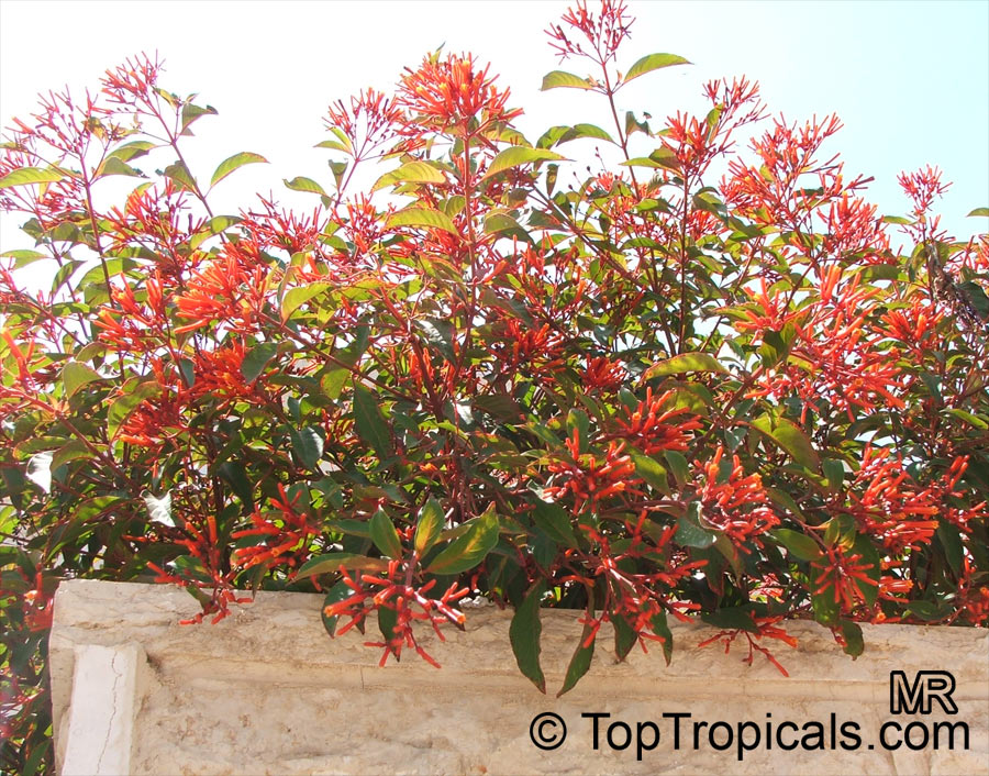 toptropicals's tweet photo. #Hamelia patens - Fire Bush is small tree. It has pale green rounded leaves and small, tubular red-orange flowers. Pruning inhibits the blooms, which appear at the ends of the branches. One of the best butterfly attractors.
https://t.co/NpTNDkjnmX
#floweringtrees
#WednesdayWisdom https://t.co/GJ4M9SlIBb