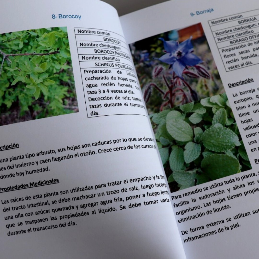 MuniLosAlamos's tweet photo. 🌱 Con el fin de contribuir al rescate del patrimonio cultural mapuche; Estefany Vergara Huenupi lanzó el libro “Mawida Koyam”. Una guía didáctica sobre hierbas medicinales que se encuentran en #LosÁlamos y alimentos de origen local 📚🌿 https://t.co/CpiwO0dq7E
