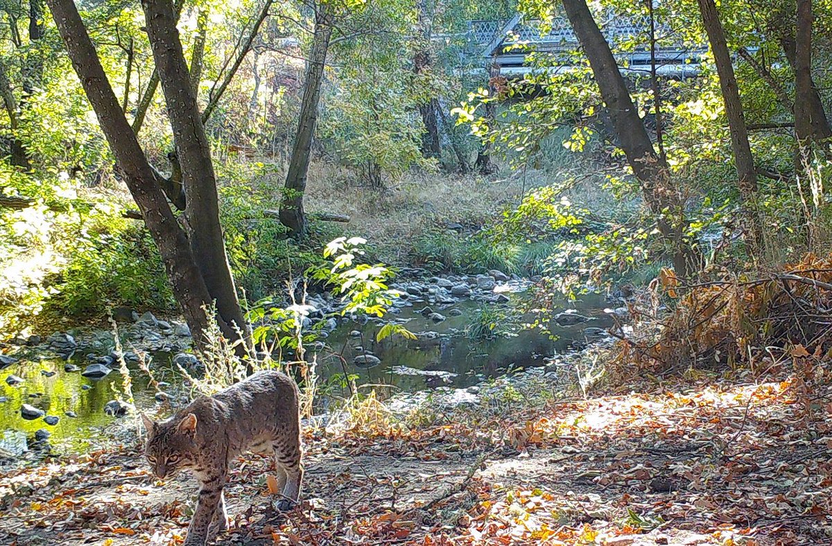 GBIF's tweet image. And last but not least, the Georeferencing Calculator Manual, by @dabblepop @atucotuco &amp;amp; @PaulaZermoglio, which provides instructions for using a browser-base tool created to assist in the georeferencing of descriptive localities:
doi.org/10.35035/gdwq-…