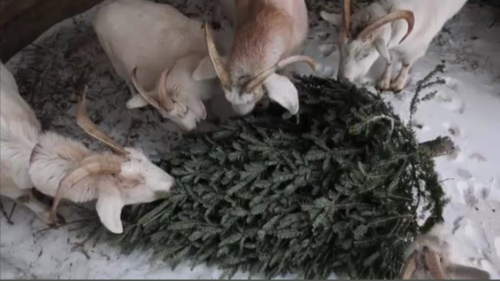 ctvwinnipeg's tweet photo. Manitoba farm using Christmas tree donations as food for goats: https://t.co/VlT2YRuEnA https://t.co/jiYCKFsYlJ