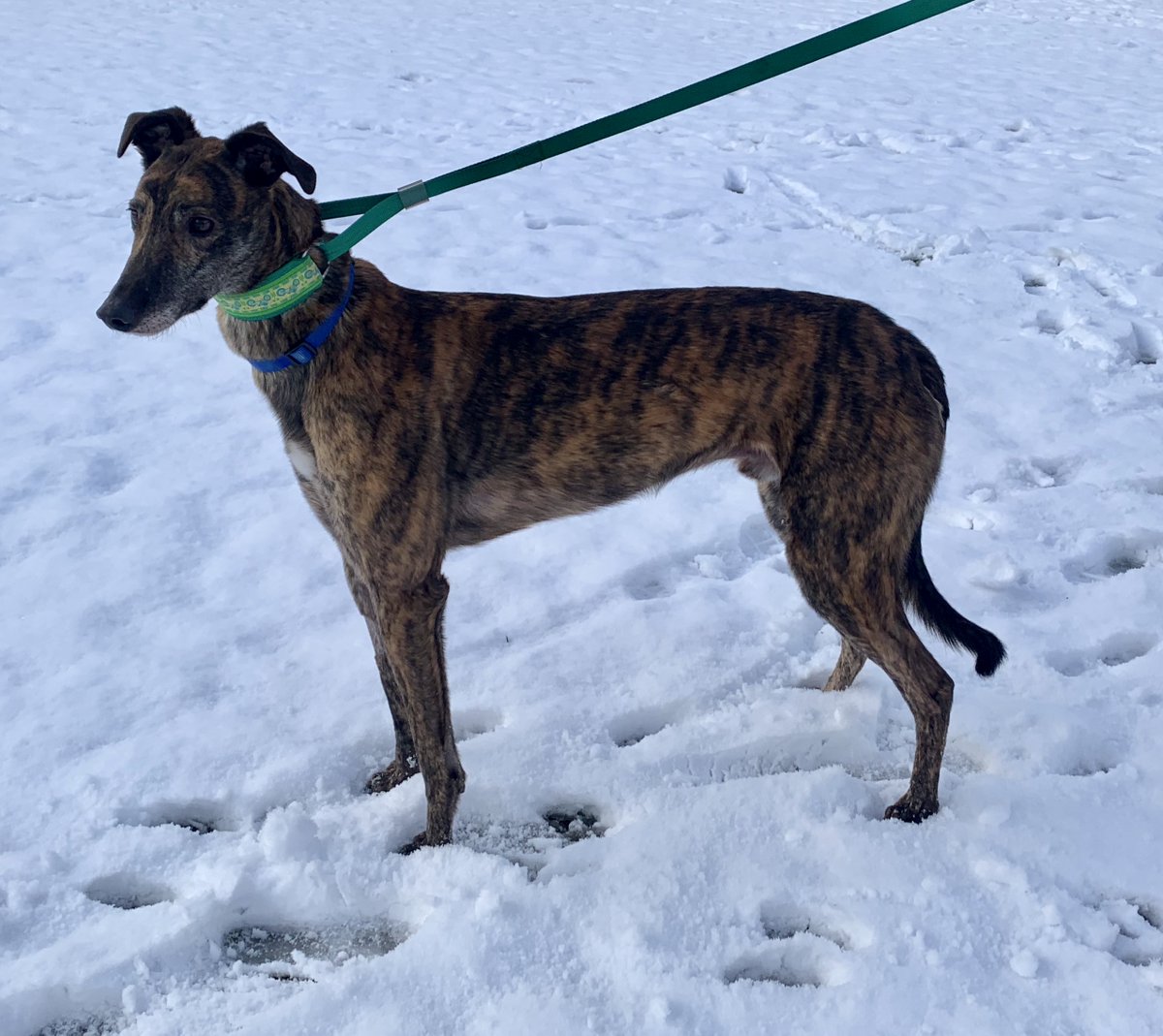 Brin is still waiting for his forever home! All of his friends in the kennels are either reserved or have already gone to their new families. If you are interested please get in touch with the kennels #needsahome C