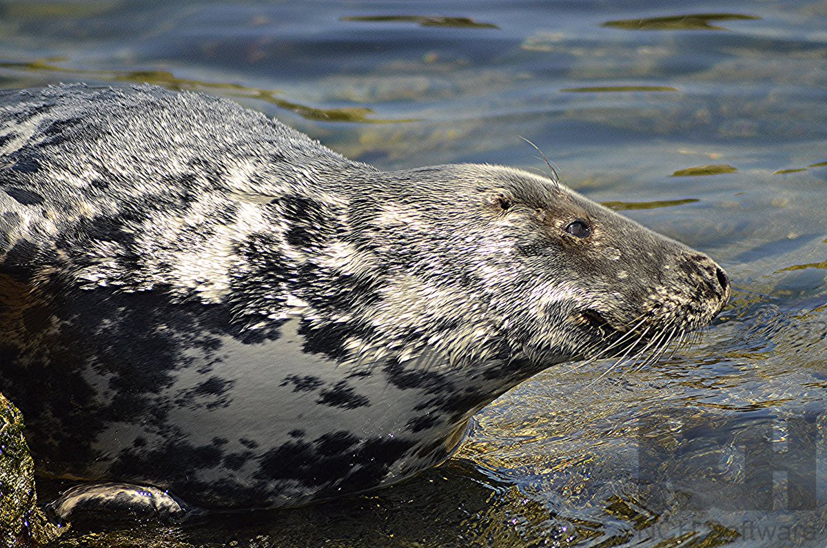 Grey seal on the coast of Scotland 

#greyseal #seal #mammals #britishmammals #britishwildlife #ukwildlife #nature #natureuk #marinemammals #autumnwatch #bbcearth #wildlifeonearth #cute #cuteanimal #cutewildlife #cuteanimals #greyseals #scotlandwildlife #britishcoast #bbcwildlife