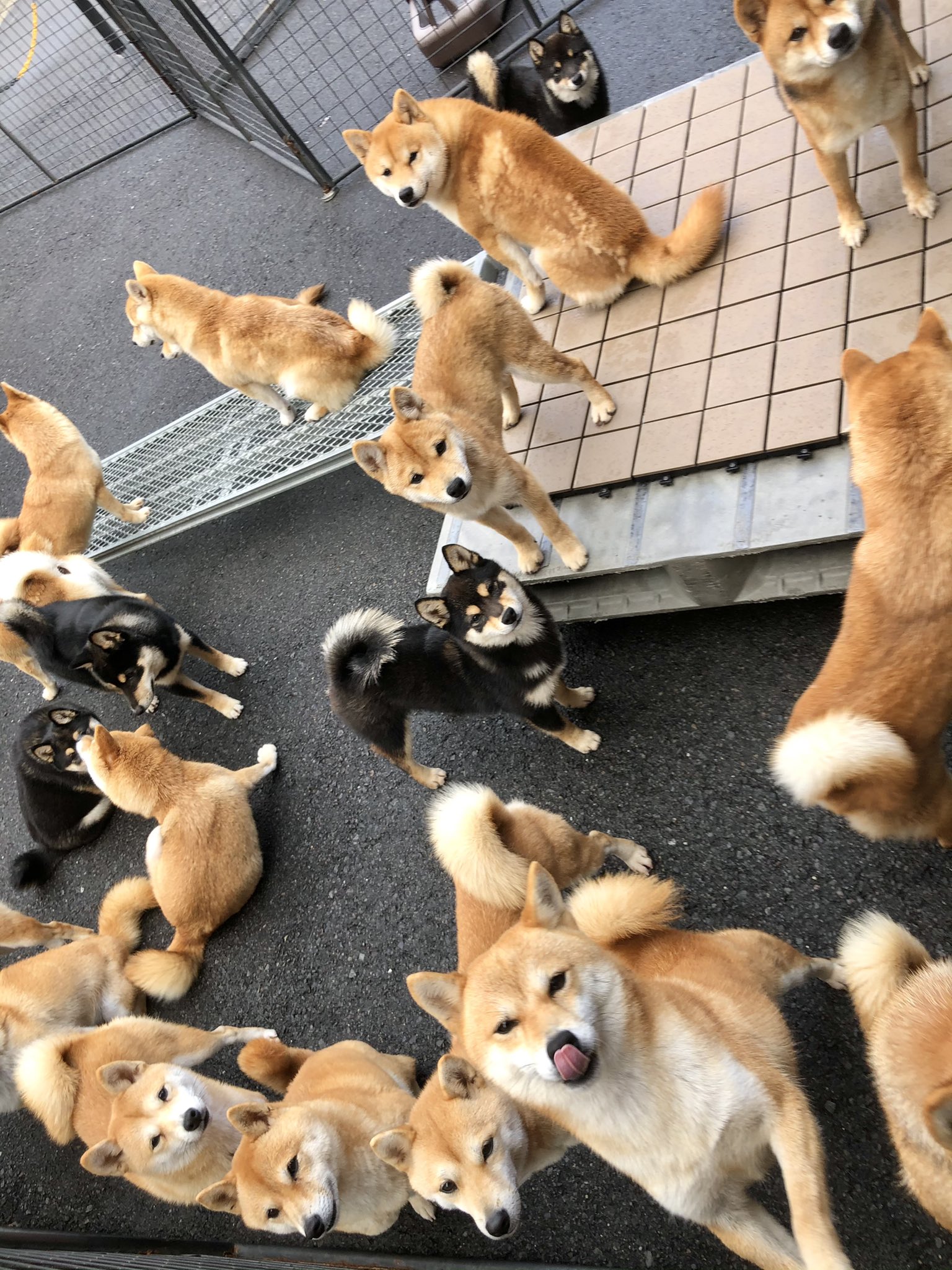 小夏屋 豆柴怪獣マメラ① 豆柴桜庵 on X: 