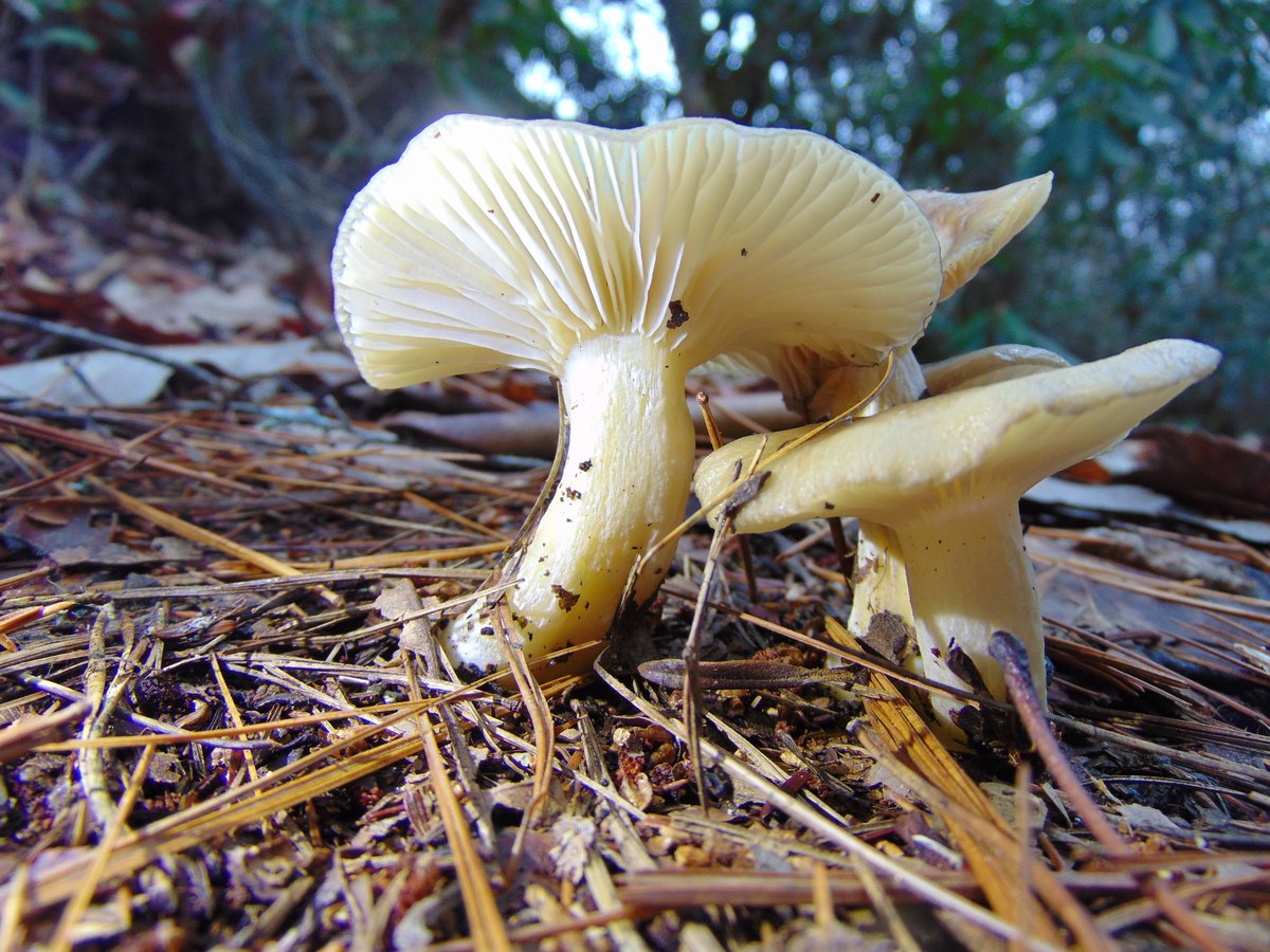 The 37th rule of the Mushroom Cult is to go in the woods and take pictures of mushrooms.