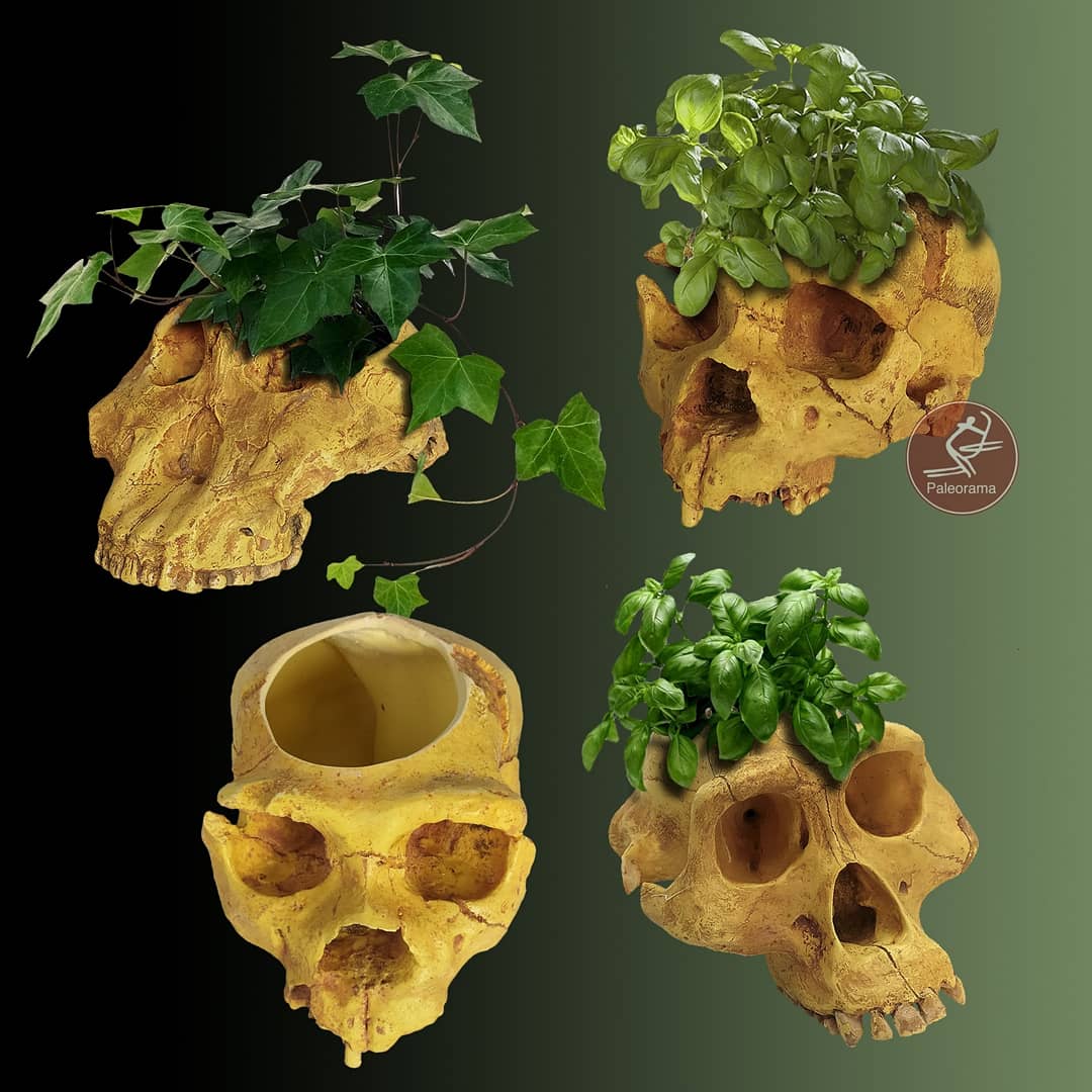 ExtinctsT's tweet image. Hemos decidido dar una segunda oportunidad a las réplicas de cráneos que desechamos por presentar burbujas, fisuras o grietas. Tiene su guasa, hierba luisa o perejil creciendo en el cráneo de un australopithecus afarensis.