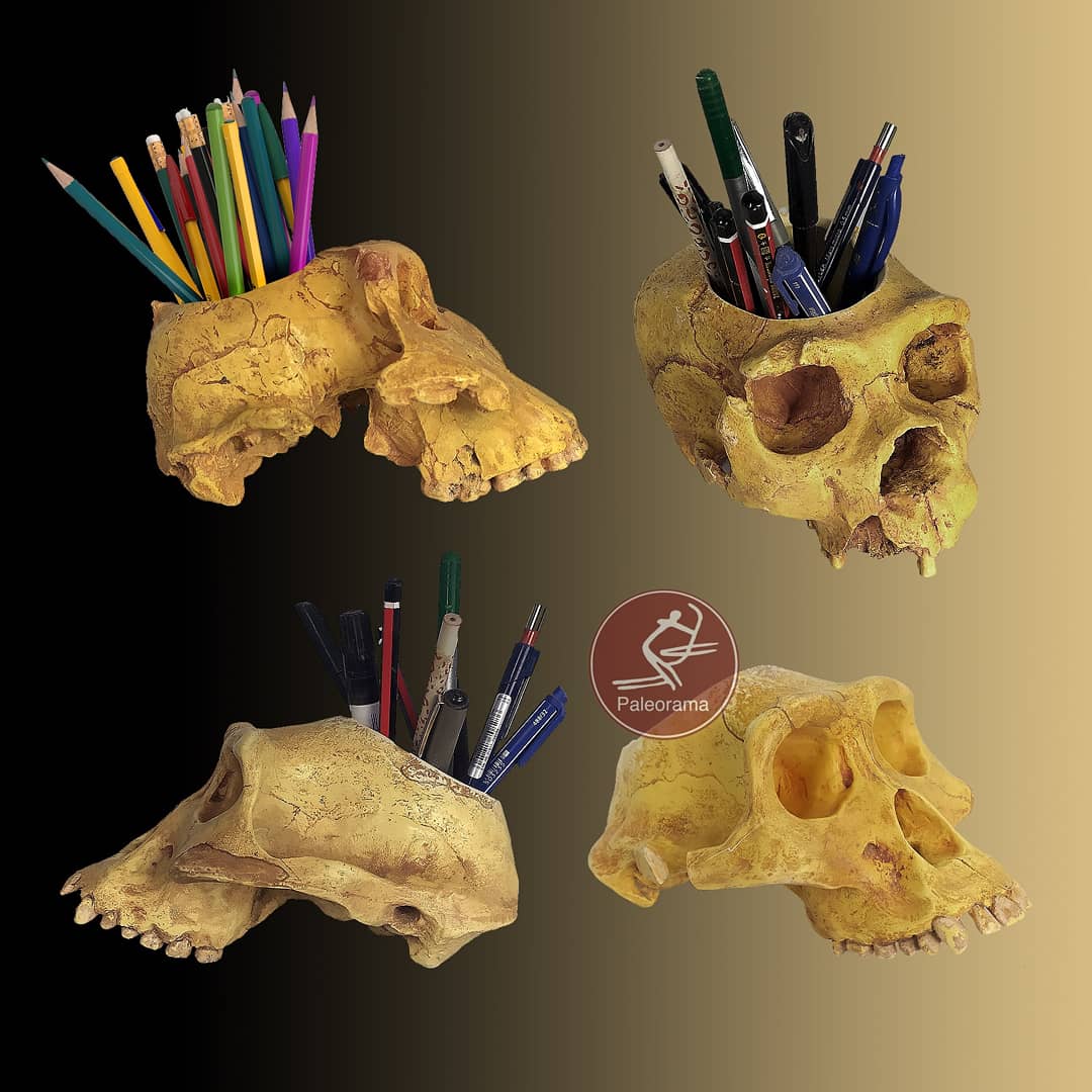 ExtinctsT's tweet image. Hemos decidido dar una segunda oportunidad a las réplicas de cráneos que desechamos por presentar burbujas, fisuras o grietas. Tiene su guasa, hierba luisa o perejil creciendo en el cráneo de un australopithecus afarensis.