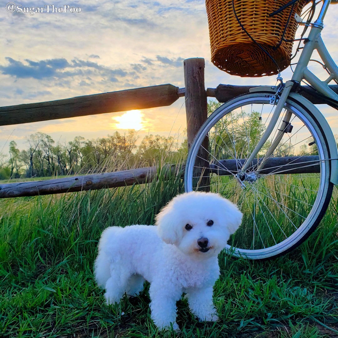 sugarthepoo's tweet photo. 😍 Looking back on 2020, somehow the beauty of a sunrise always made me a happy puppy 😍 

#SugarThePoo #ilovespreadingsmiles #HappyPuppy #GoodMorning #Sunrise #BestOf2020 https://t.co/EewASkyB9l