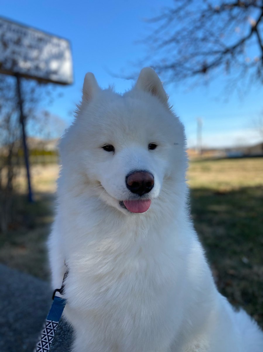 LeonVanSam's tweet image. Careful ma’am,
Watch ur step—
All aboard!
Mind the blep!