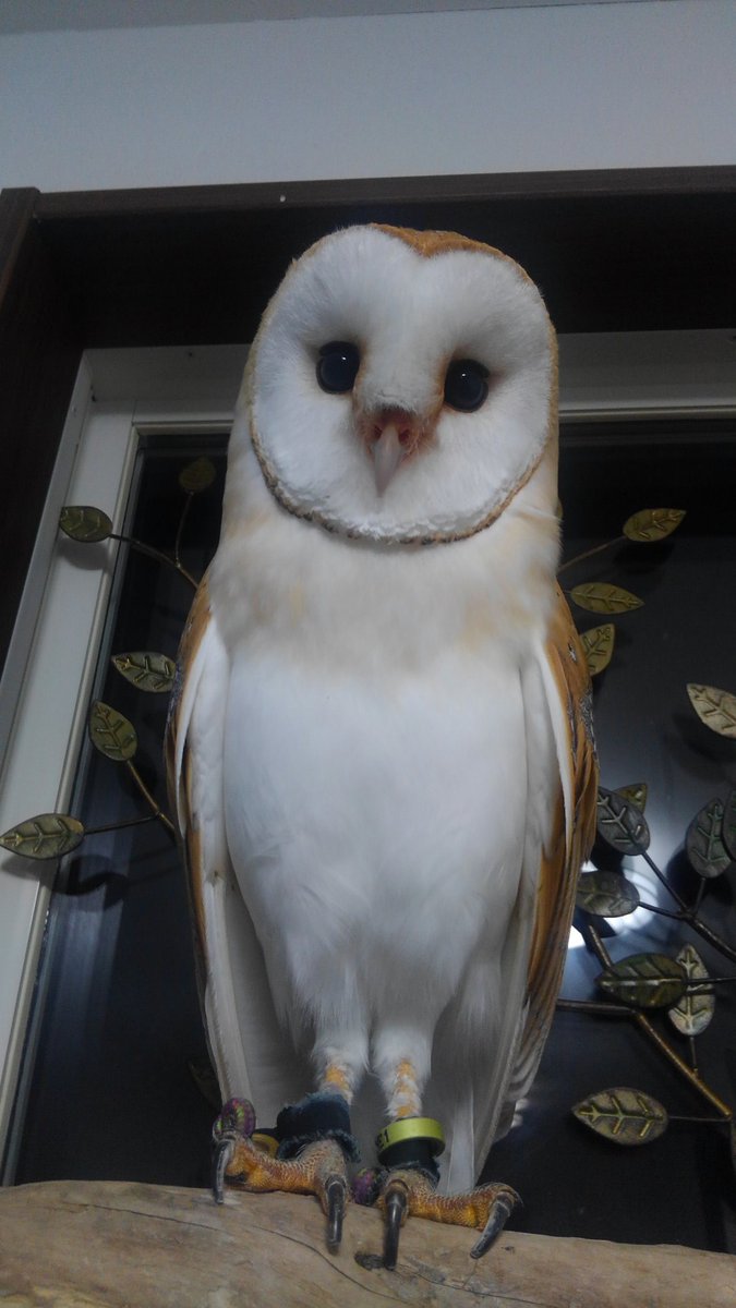 Pan V Twitter もーすぐ大晦日だね パンちゃんも一緒に年越しだ メンフクロウ メンフクロウかわいい ふくろう 鳥