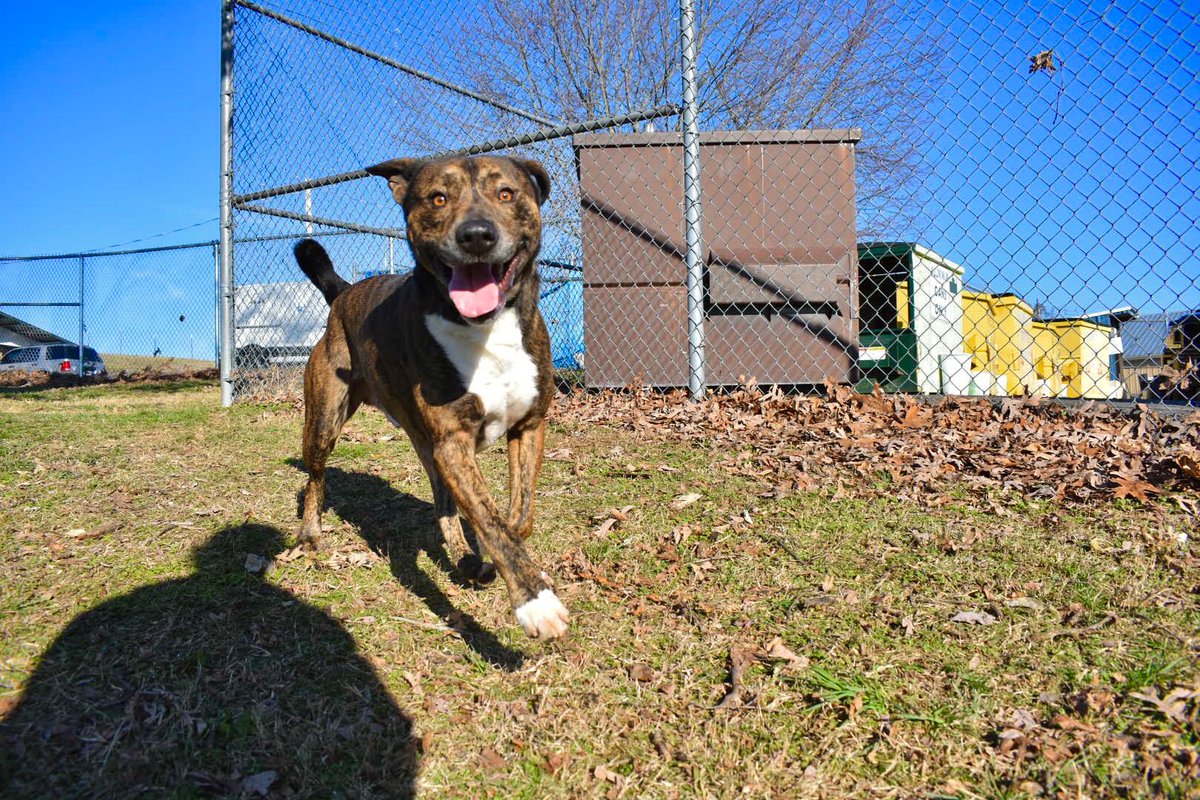 CAREJeffCounty1's tweet photo. January is Walk Your Pet Month!
We would love if you spent January visiting us to walk some of our dogs.
Therefore we need your help! If you would like to come in to walk dogs, we would love for you to come in anytime from 8am-5pm. Fill in the volunteer app online! https://t.co/l1WKqWujAV