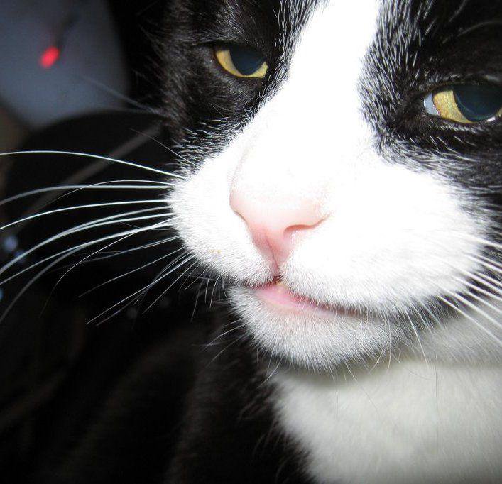 Cats (@hourlycats) on Twitter photo 