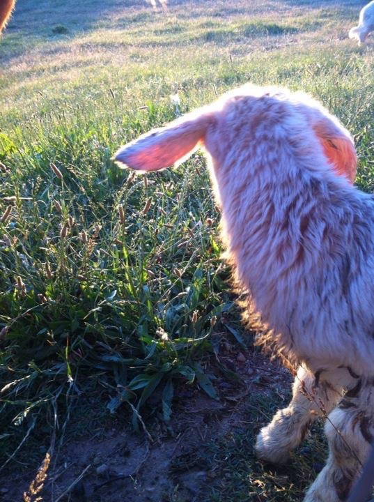 It is lambing, calving and kidding season in North America. Our eyes on miracles.