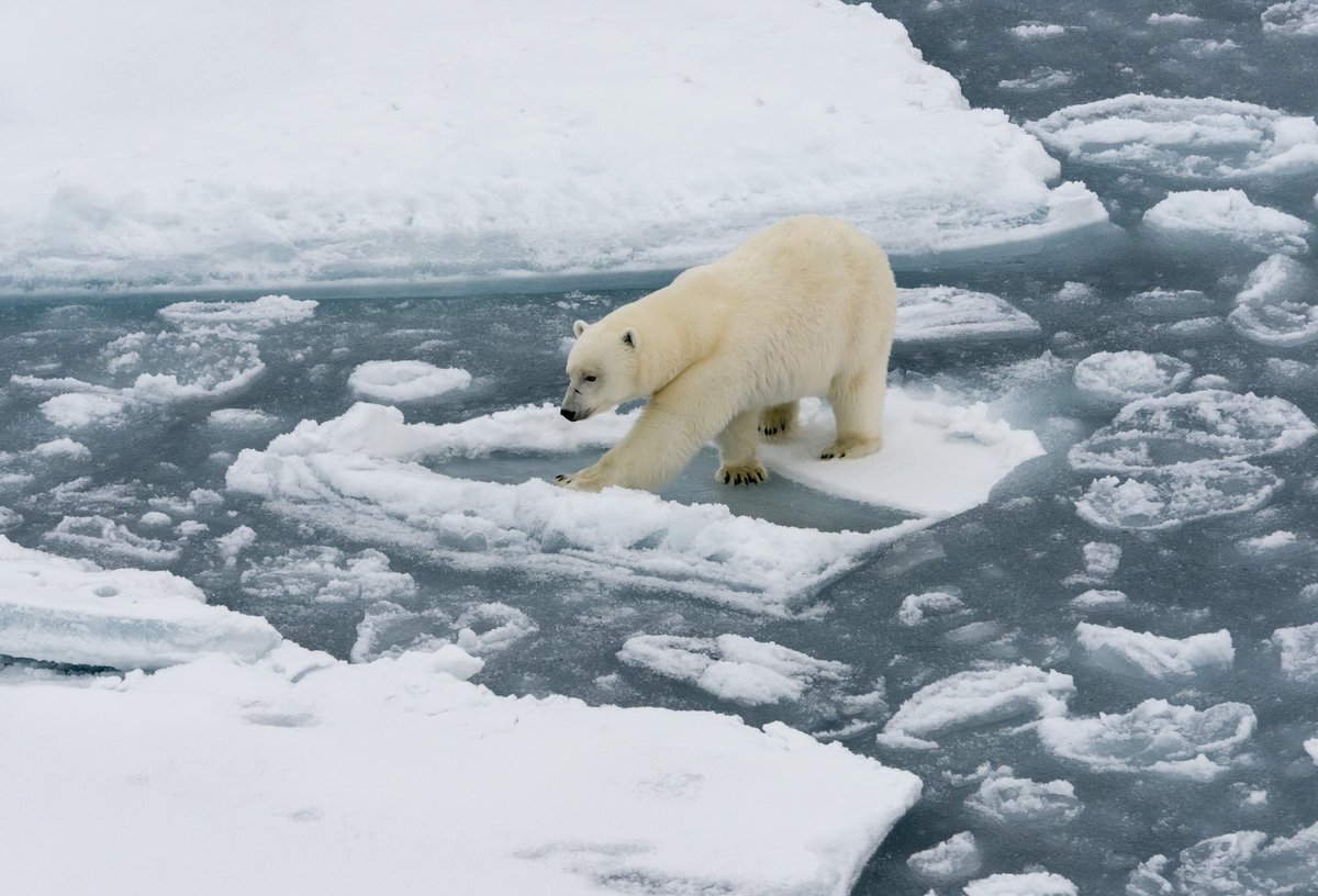 Also know that if you don’t really believe in this, and you don’t take actions, your kids will probably not know what polar bears are. What Trump’s doing puts them in even more danger.