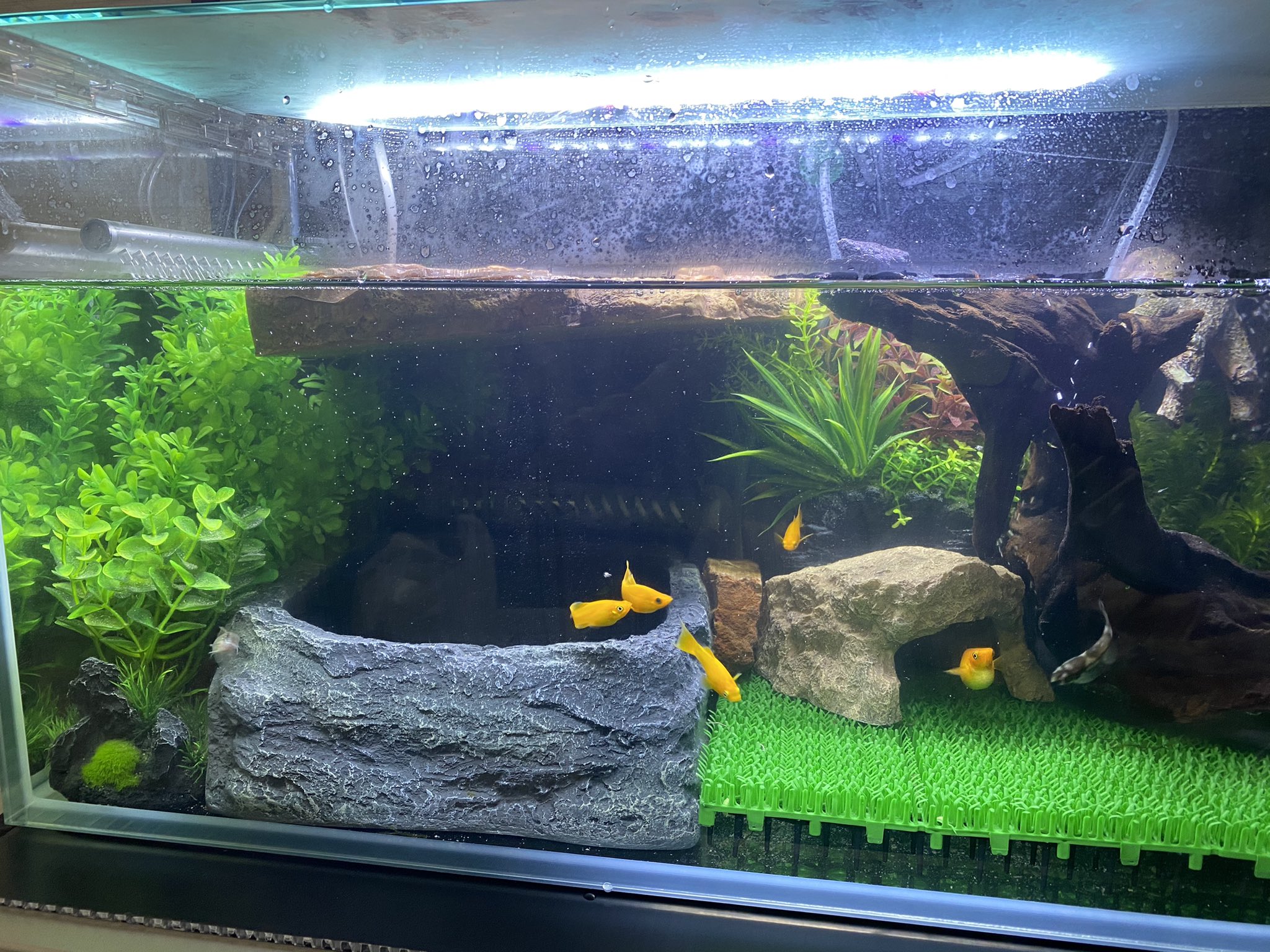 ざゆん En Twitter レイアウトやっぱしっくり来なくて 一先ずこれにしたが もう何がなんだが分からなくなって来た 明日また考えよう 亀水槽 レイアウト