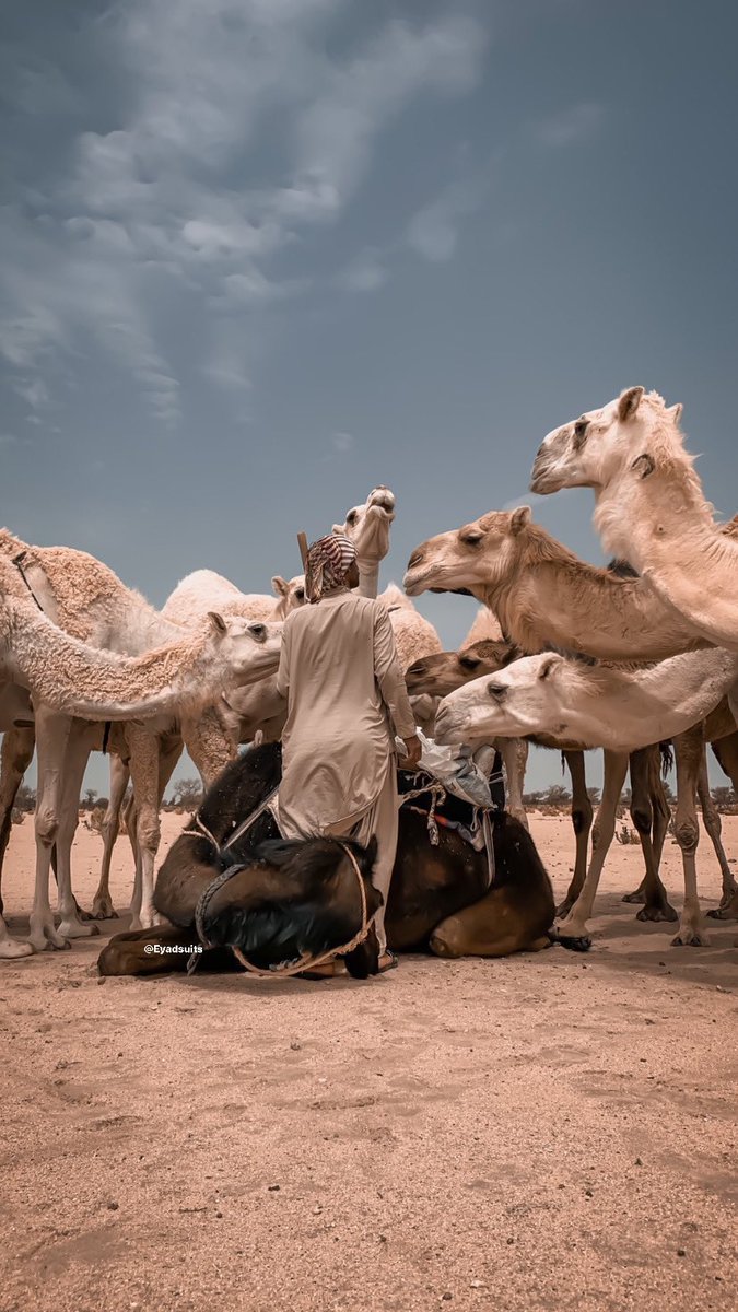 شرايكم في الصوره !! 💛🐪