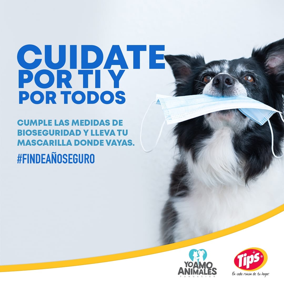 yoamoanimales's tweet photo. El fin de año está cerca, pero debemos seguir cuidándonos para que el año nuevo podamos volver a abrazarnos! Sigamos todas las medidas de bioseguridad, lleva tu mascarilla a donde vayas y en casa siempre ten todos tus espacios limpios con #TIPSMASCOTAS @tips.ecuador https://t.co/mplb559zU7