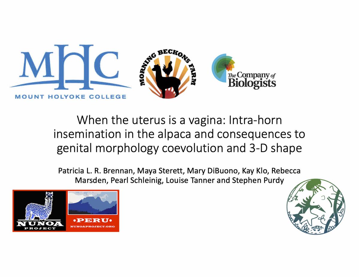 sexinnature's tweet image. #SICB2021 Listen to my talk in #PMB2021 S3 Monday 10:30am. We describe intra-horn insemination in alpacas &amp;amp; consequences to genitalia. An  amazing &amp;amp; weird reproductive strategy! If I ruined ducks for you, just wait until you hear about alpaca sex! 🦙