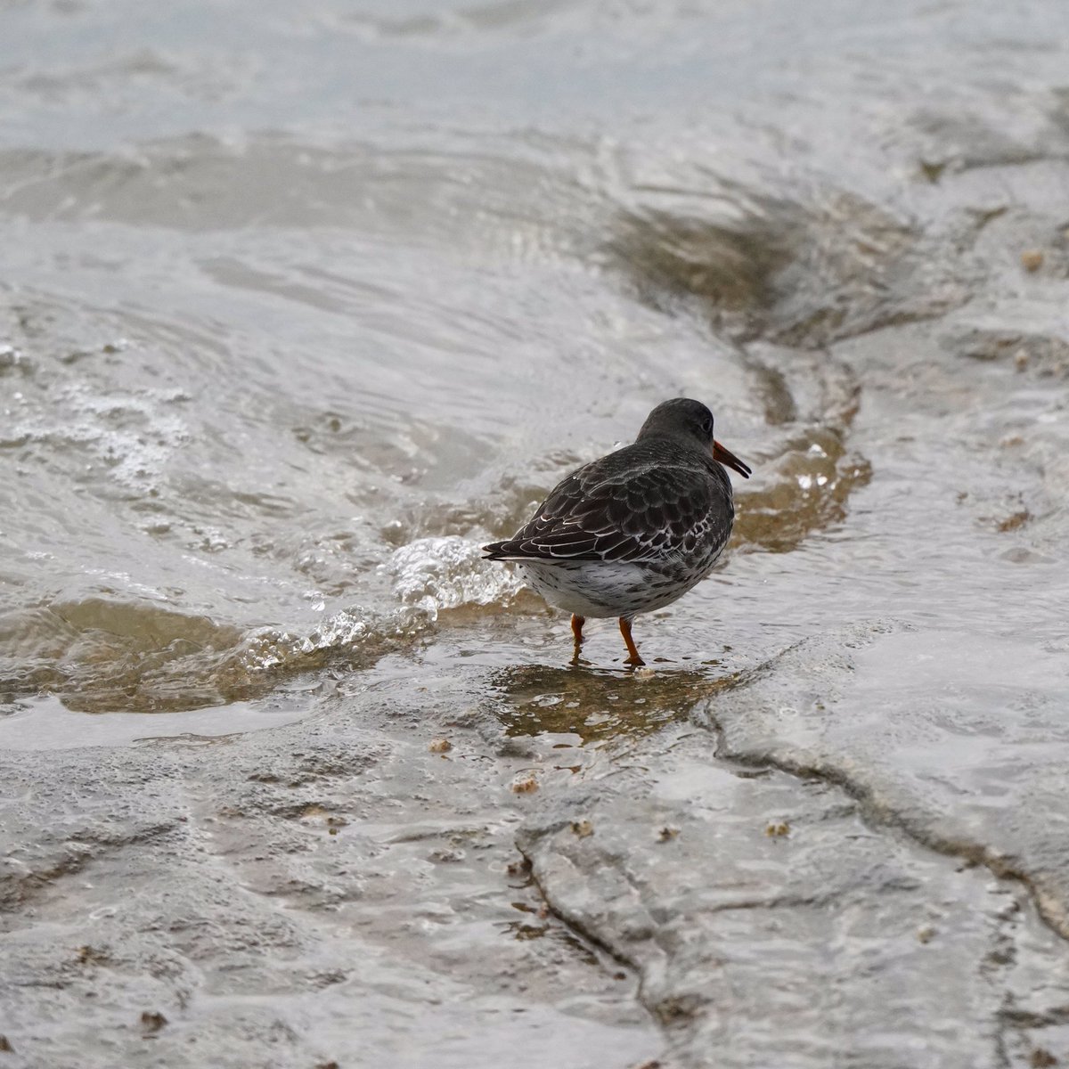 This wavy day provided excellent opportunity for the Purple Sandpipers to look for teeny invertebrates in the rocky crevices!
#birdphotography #birds #birdwatching