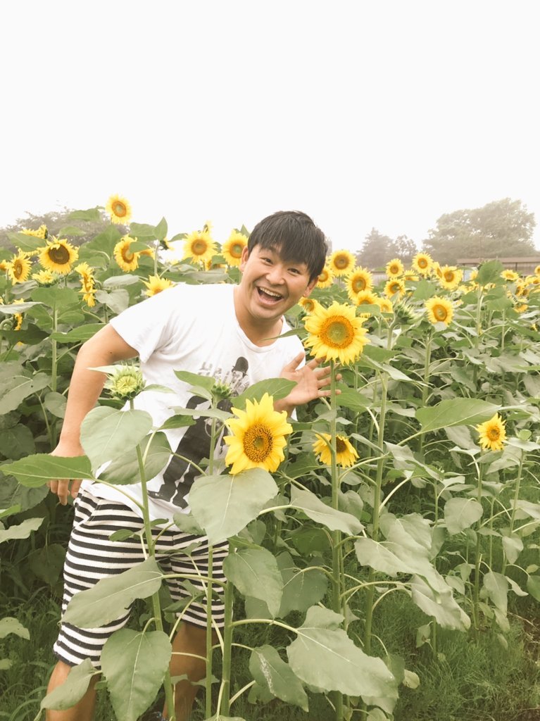  Kaji Tomato with sunflowers  